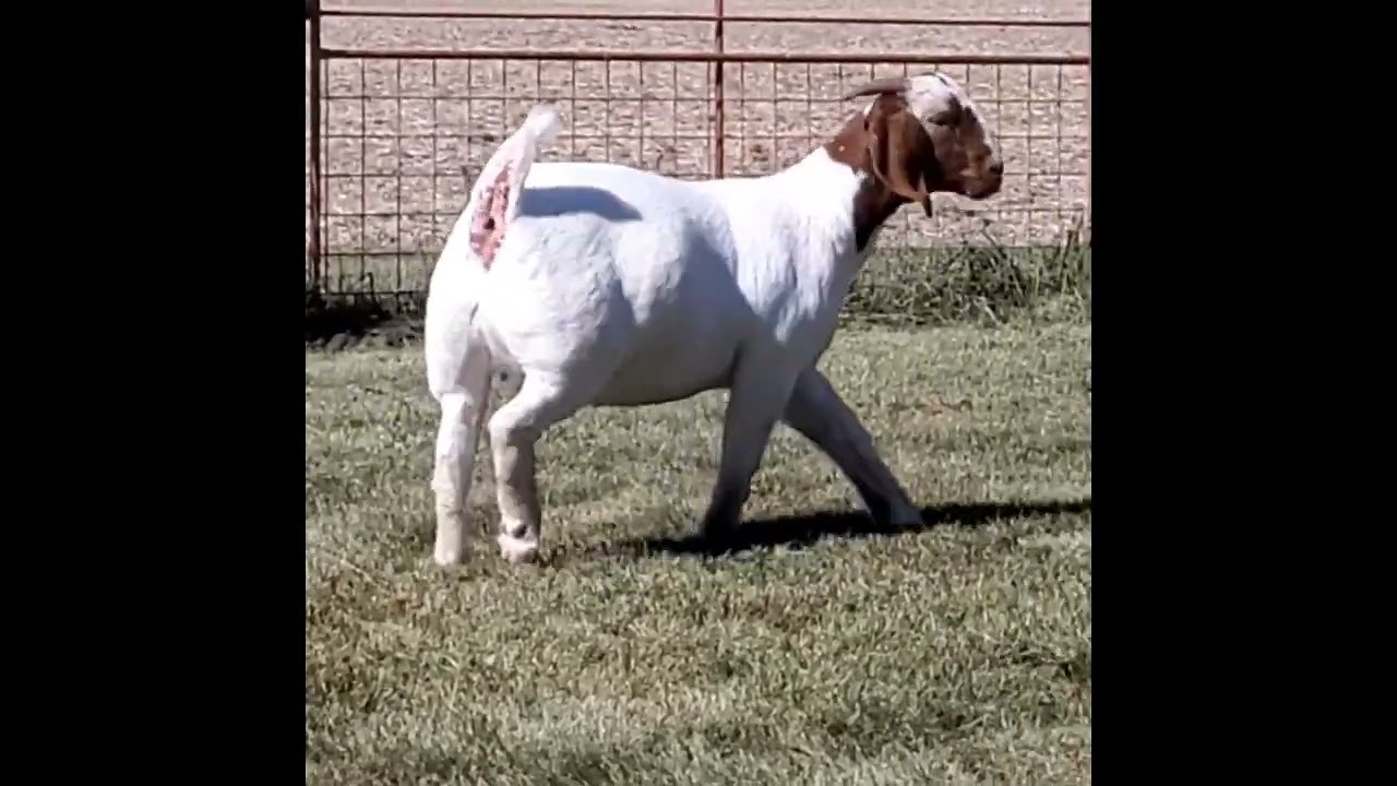 LOT 22 2025 WINNERS CIRCLE SALE