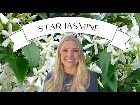 Plant Profile: Star Jasmine :: Dig, Plant, Water, Repeat