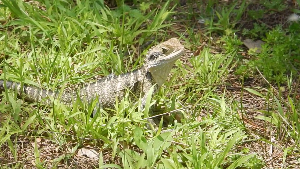 Eastern Water Dragon (Juvenile) near Parramatta River YouTube