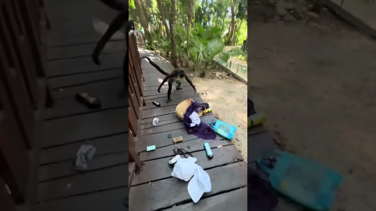 Monkey Snatches Woman’s Bag!