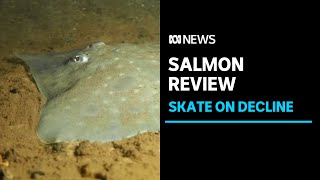 Salmon farming in Macquarie Harbour may be paused for skates sake | ABC NEWS