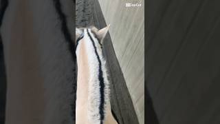 Ik tænk på min ryg min ridevest ser lidt mærkelig ud😅 #equestrianjourney #equestrian #horse #pony