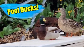 Pool Ducks! by Tropical Plant Party 1,261 views 2 months ago 9 minutes, 20 seconds