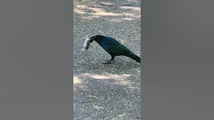 Ruthless Raven! Please like and subscribe? #raven #crow #bird #rat #wingedpredation #hunter #vermon