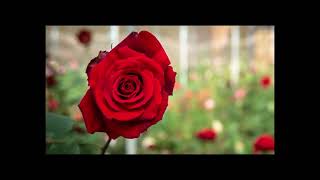No way To Treat Your Lady. Helen Reddy