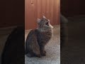 Кошка разговаривает с мухой