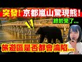 【日本熊危機擴散】京都嵐山驚現熊！會否連旅遊勝地都淪陷？岐阜獵人老化！網上假熊片爆紅、真熊未滅、假熊先嚇人！日本新聞報導 #熊出沒 #廣東話 #日本新聞 #突發 #廣東話 #粵語 #日本 #柴犬