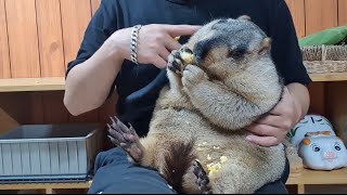 i gave corn to chubby marmot