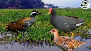 Suara pikat burung sawah malam Trio Sintar,Mandar biru & Sintar ladang