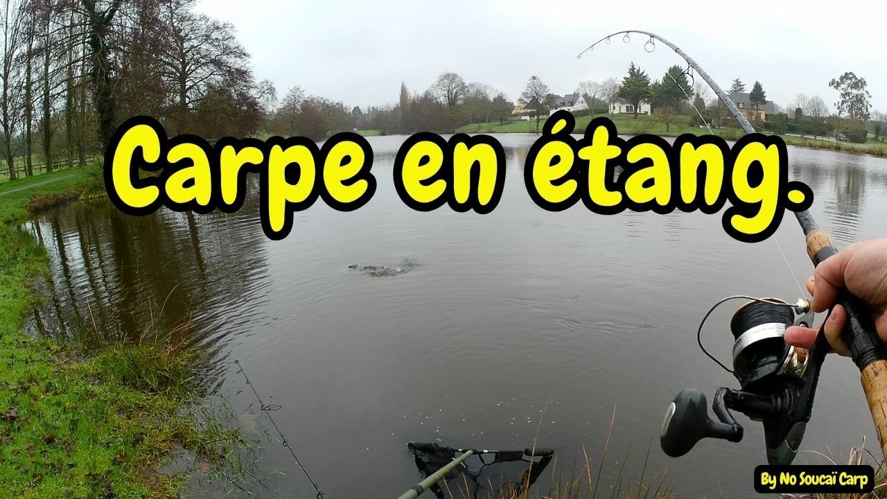 Carpe en étang