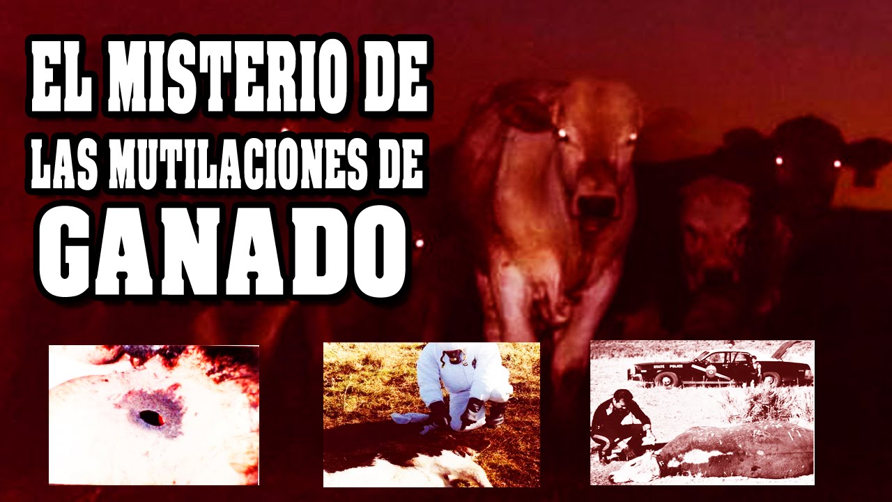 El misterio de las Mutilaciones de Ganado | VM Granmisterio vm granmisterio parcerisa