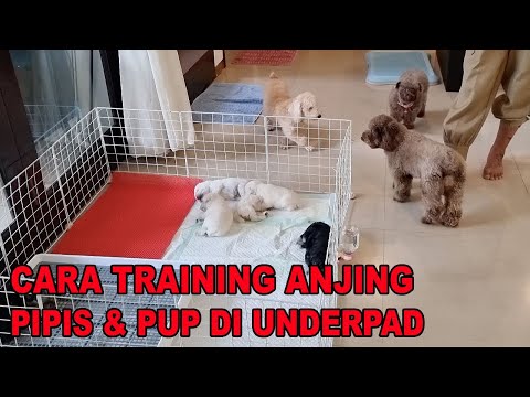 Video: Anjing Cocok untuk Iklim Dingin