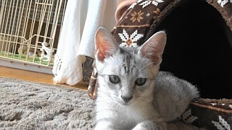 野良猫親子＆子猫ろく