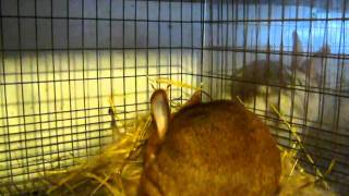 Kindling.AVI