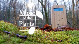 Music of the Plants - Instant calm, Beautiful Relaxing Dreamy music (Nature Energy Healing) ★