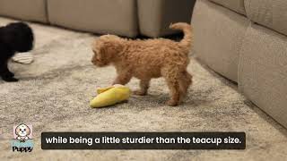 How Big Do Cockapoos Get? Full Size Guide (Teacup, Toy, Mini & Standard)