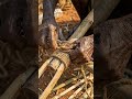 Old Woman Transforms Bamboo Into Water Bike 🚲