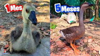 Crecimiento de Gansa Pera  Luna ya Tiene 5 Meses