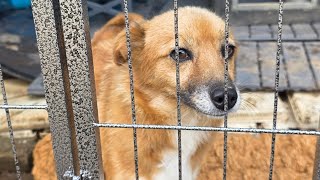 견사를 지어주어 목의 쇠사슬을 푼 강아지의 돌발행동
