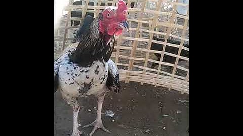 mus saib yuav qaib sib ncaws