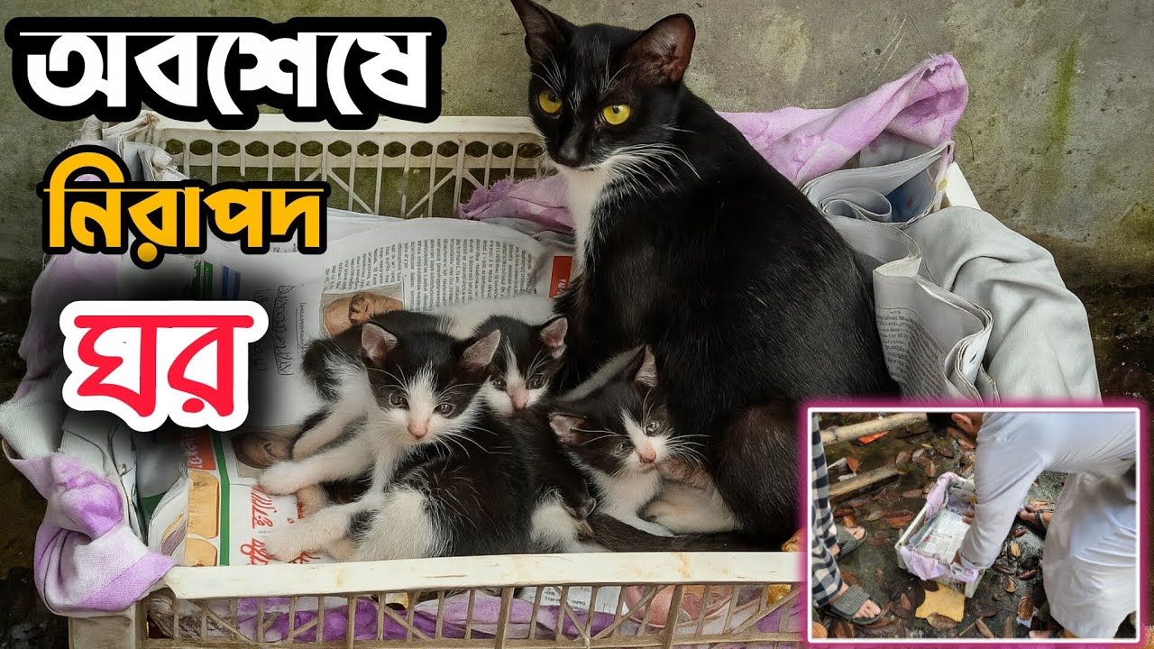মা বিড়ালের জন্য সবাই মিলে বানালাম নিরাপদ আশ্রয় | We Made a Small Home for Street Cats | 😊