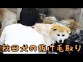 抜け毛とオサラバ！シャンプー方法【秋田犬のもこちゃん】［兵庫ペット医療センター 尼崎本院］Happy dog glooming