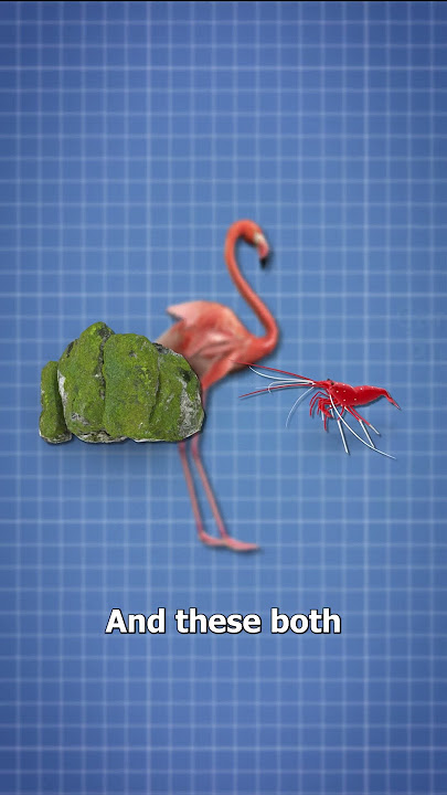 Why Flamingos Are Pink 🤔