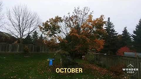 The Maple tree during summer and Fall.