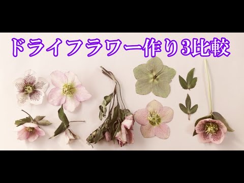 シリカゲル 押し花シート 自然乾燥 で比較 クリスマスローズをドライフラワーに Stayhome And Handmade Withme Youtube