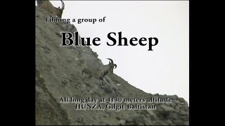 Blue Sheep Filming A Group Of Blue Sheep All Long Day In Hunza Valley Gilgit-Baltistan-