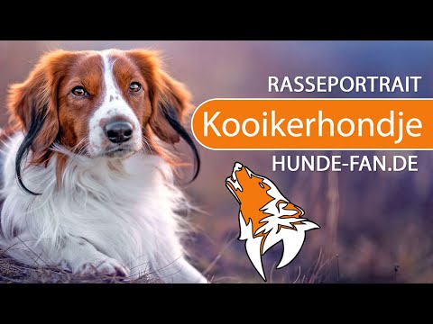 Video: Nederlandse Kooikerhondje Hunderasse Hypoallergen, Gesundheit Und Lebensdauer