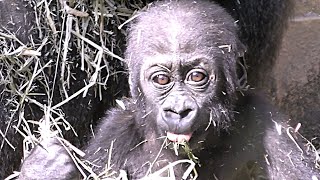 藁を被ってベッドにする赤ちゃんゴリラ💗生後10ヶ月のキンタロウ【京都市動物園】