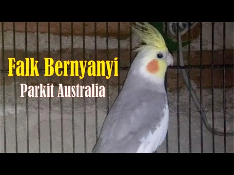 Parkit Australia Gacor Ngoceh Harian  Burung Falk Ngekek