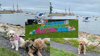 PLYMOUTH FESTIVAL - COCKAPOO AND SHICHON DOGS by Meet Pocholo and Luna - OUR TEDDY BEAR DOGS 57 views 1 year ago 4 minutes, 58 seconds