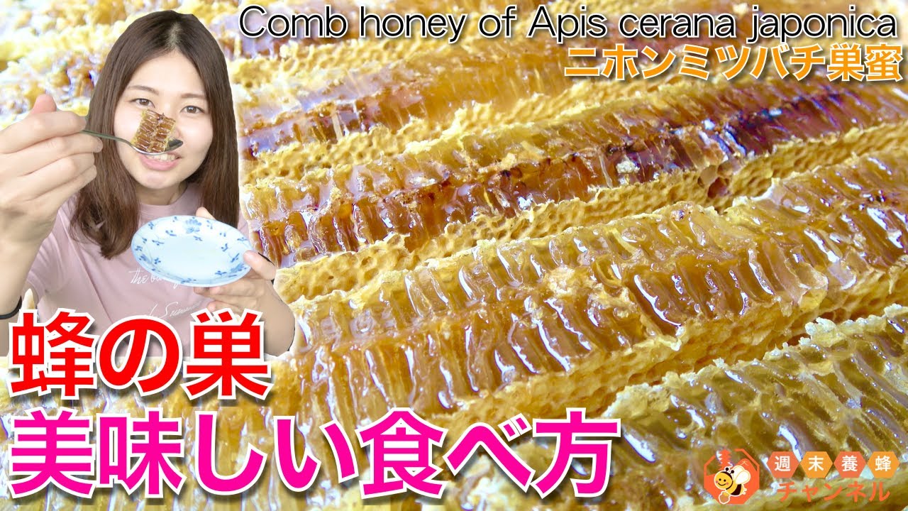 How to make Honeycomb? Let's taste it. Japanese honeybee Apis cerana  japonica