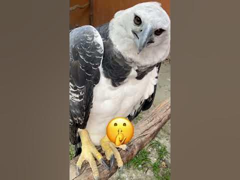 Young Harpy Eagle Sound - YouTube