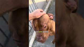 The story of Bronson