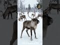 3 Animales que se Drogan a Propósito