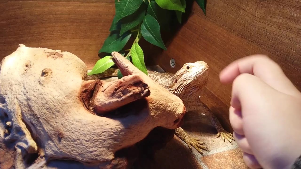 Bearded Dragon Hissing - YouTube Why Is My Bearded Dragon Hissing At Me