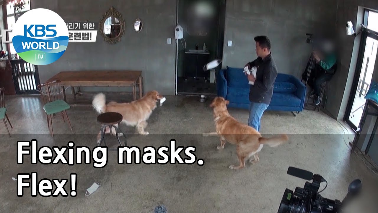 Flexing masks. Flex! (Dogs are incredible) | KBS WORLD TV 210602