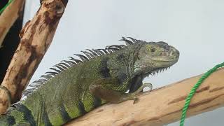 MY DREAMS GREEN IGUANA (my cheerokee)