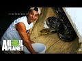 Frank salva a 2 serpientes de una construccin | Wild Frank: Al rescate | Animal Planet