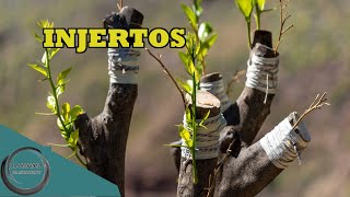 El porqué de los injertos | AUTOSUFICIENCIA Y SUPERVIVENCIA