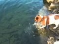 Jack Russell catches fish
