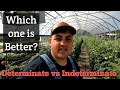 ONLY GROW DETERMINATE TOMATOES ONLY GROW DETERMINATE TOMATOES