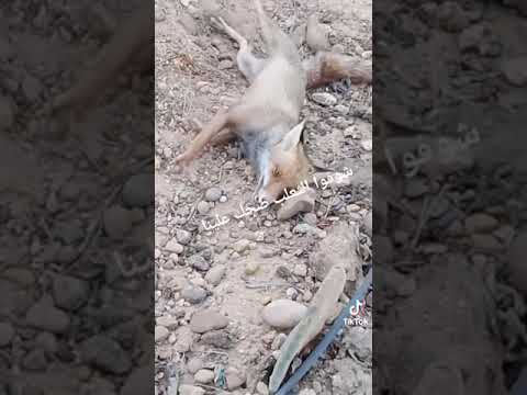 شاهد مكر الثعلب الماكر
