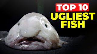 Beauty in the Eye of the beholder: The World Ugliest Fish