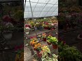 #Houseplants #2026 #78 #Bougainvillea
