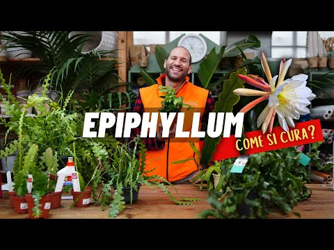 Video: Prendersi cura degli Eipiphyllum - Come coltivare piante di cactus Epiphyllum