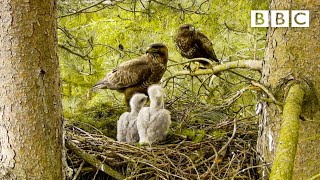 Live Springwatch: Day 5 🌦 2021 🐣 BBC